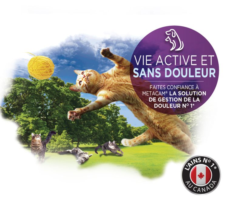 Metacam Fiche Posologique Suspension Orale Chats PetlifeCA