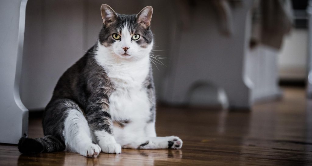 Why Cats Become Obese And What You Can Do About It Petlifeca