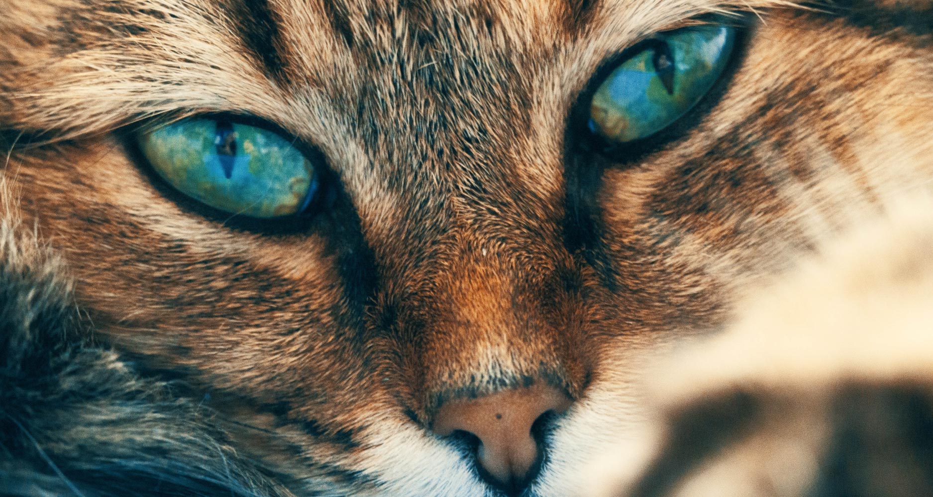 yeux chat couleur