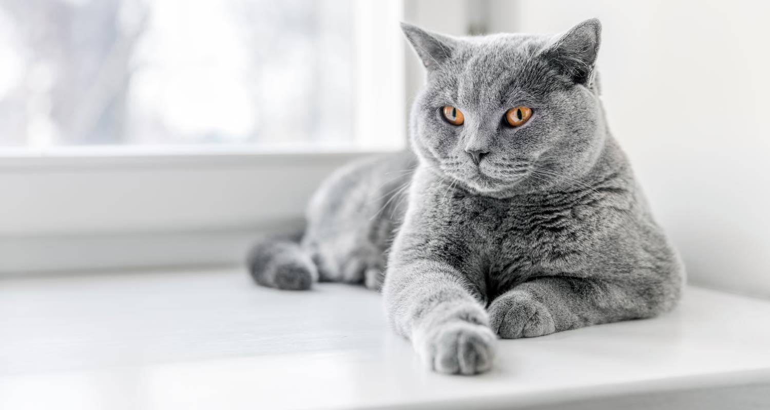 Grey cat laying on the window sill