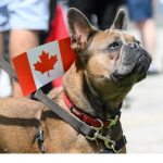 Image french bulldog with Canadian flag on back.
