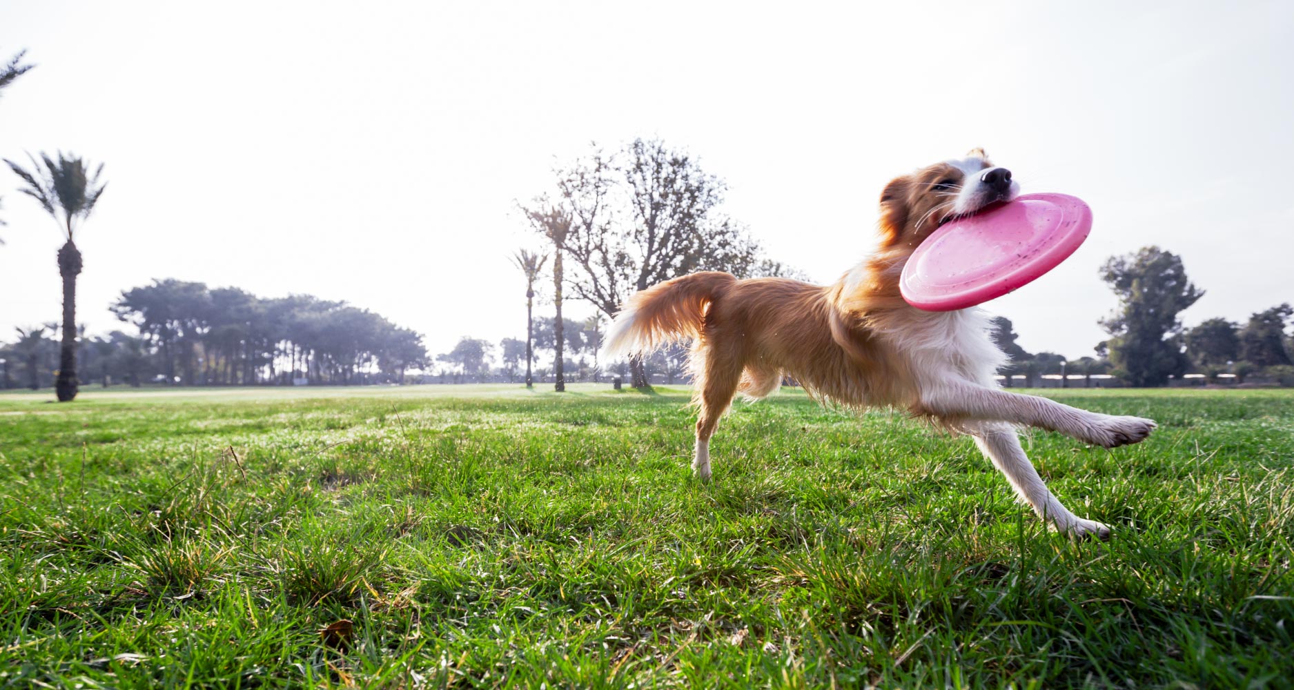 image of dog running the in park