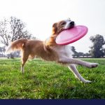 image of dog running the in park