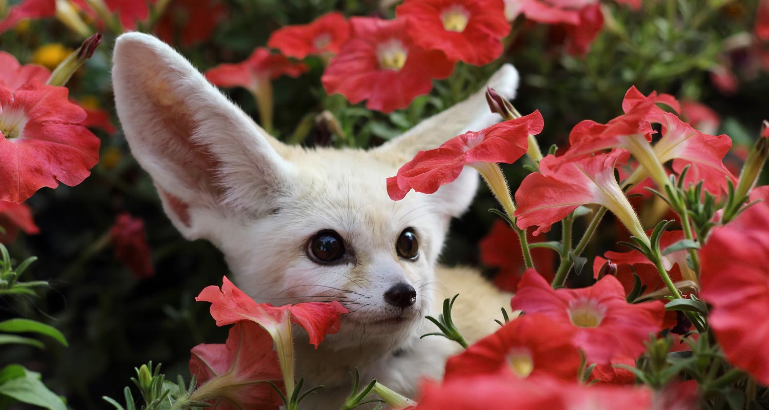 Fennec fox amongst flowers