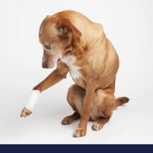 Dog glacing at bandage on arm