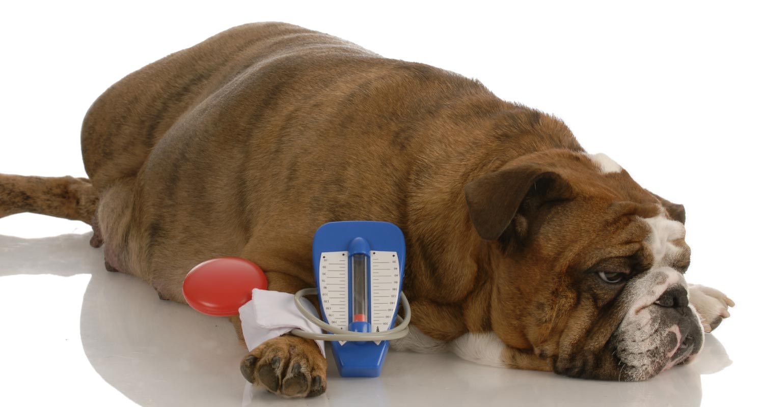 Dog lying on the floor having blood pressure checked