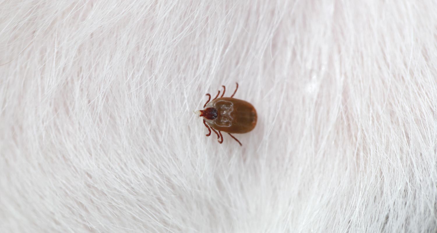 close up of tick in white fur