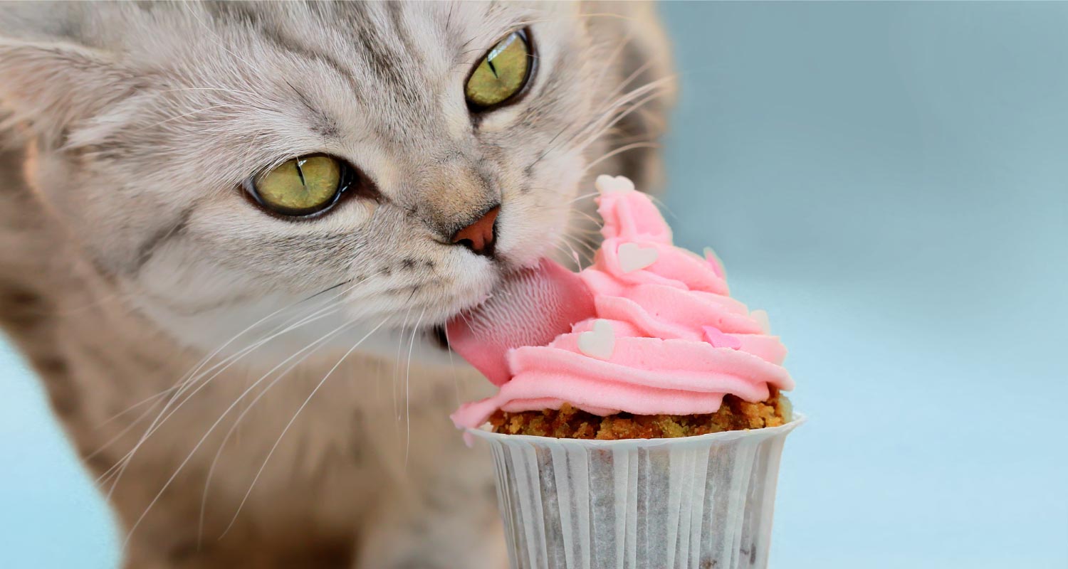 Cat eating pink frosting off cupcake