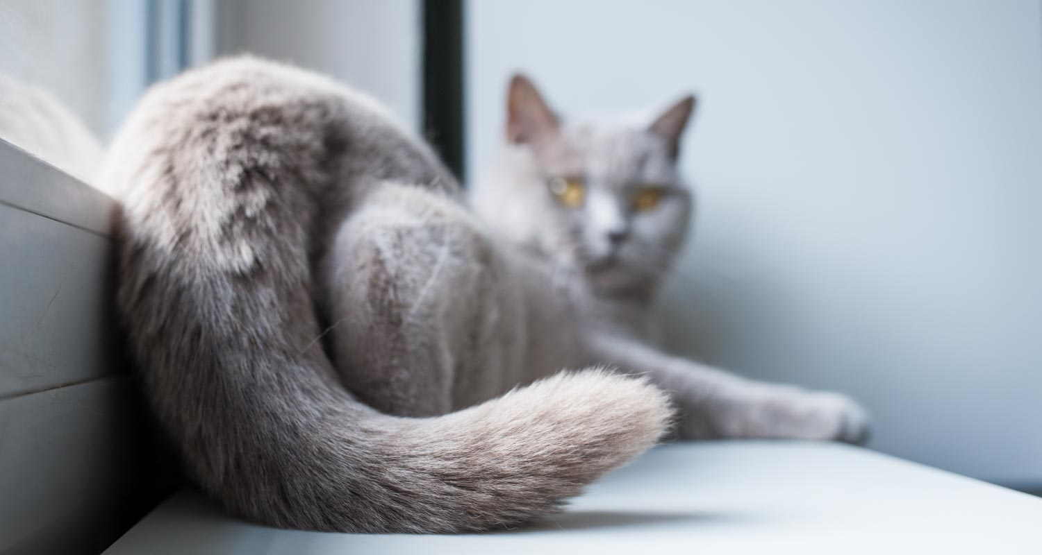 Grey cat sitting on window sill.