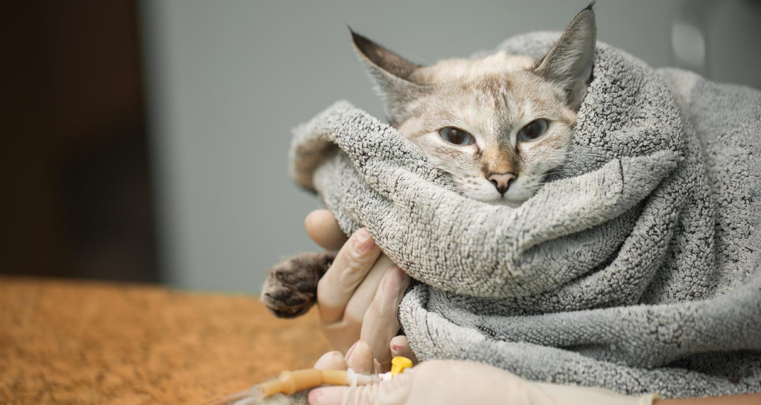 Cat wrapped in blanket with drip attached