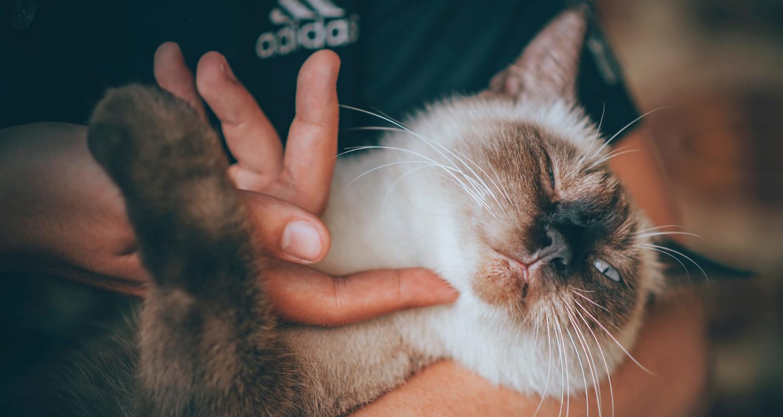 Instructions Pour L’identification Des Vers Chez Les Chats PetlifeCA