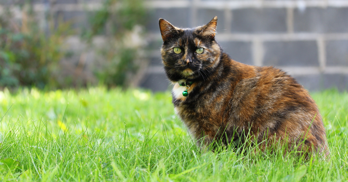 Diabete Sucre Chez Le Chat Petlifeca