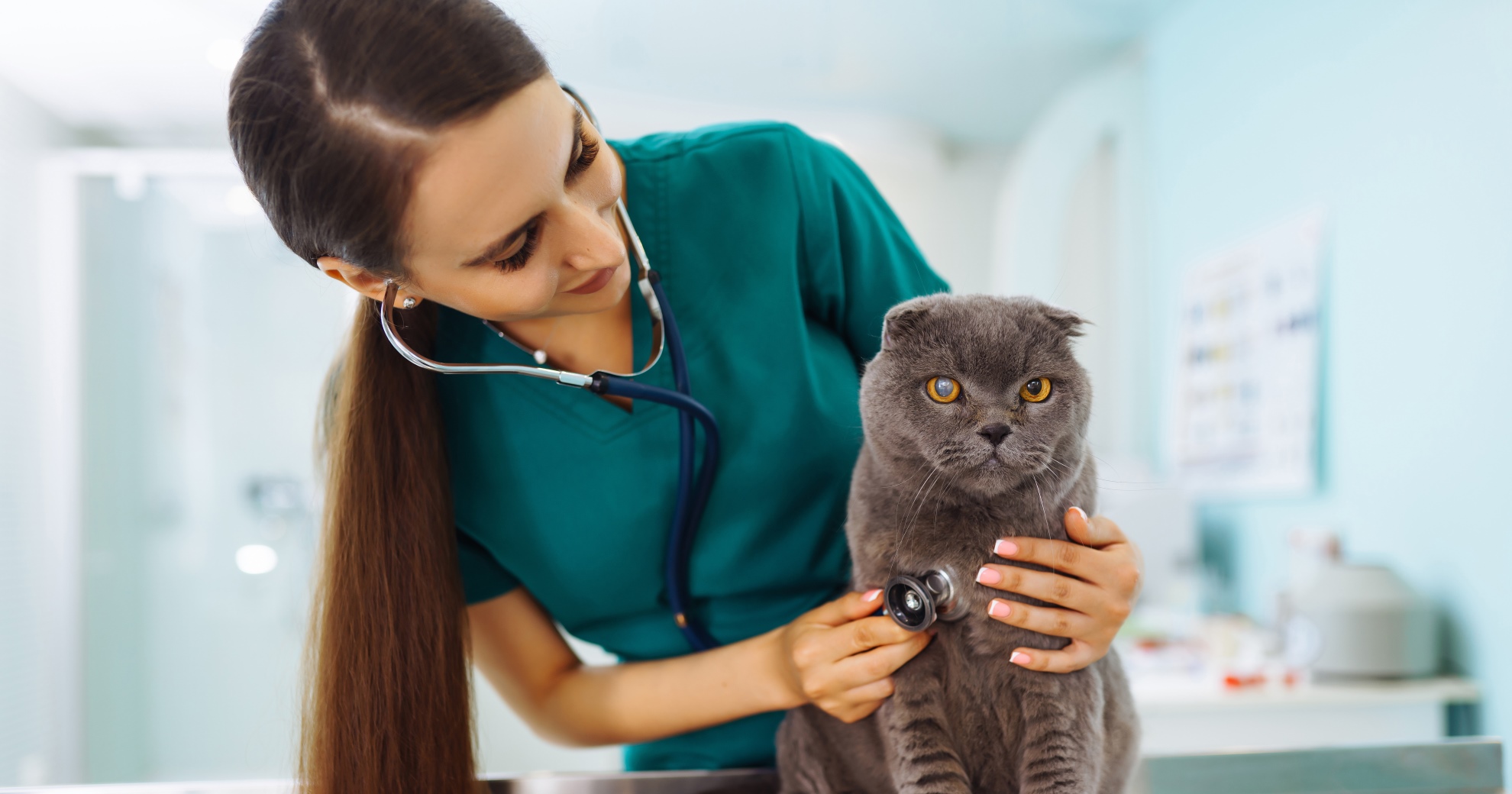 Soins et hygiène du chat : les interventions courantes à prodiguer