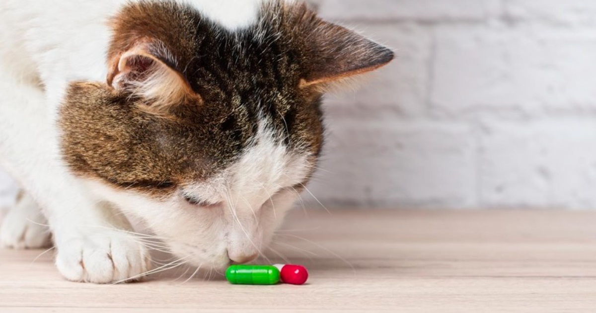 Dangers D’empoisonnement Pour Les Chats PetlifeCA
