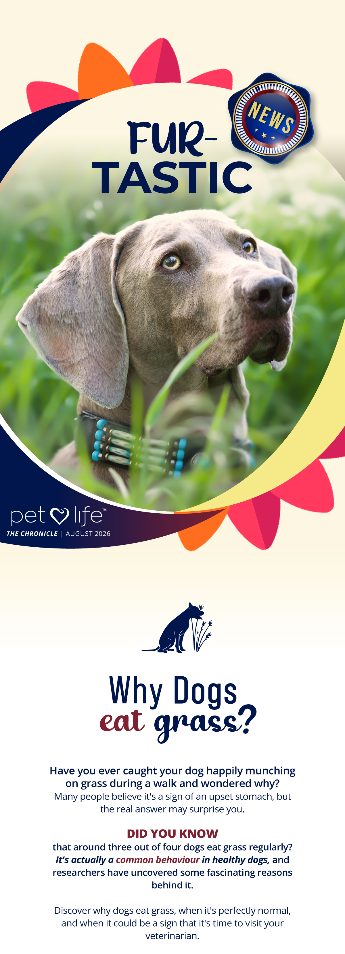 Have you ever caught your dog happily munching on grass during a walk and wondered why?
