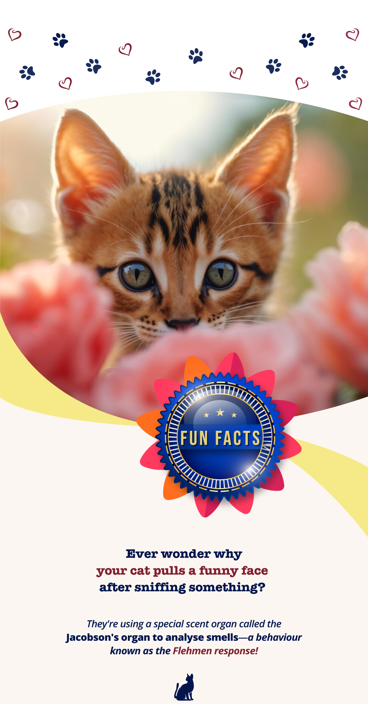 Ever wonder why your cat pulls a funny face after sniffing something?