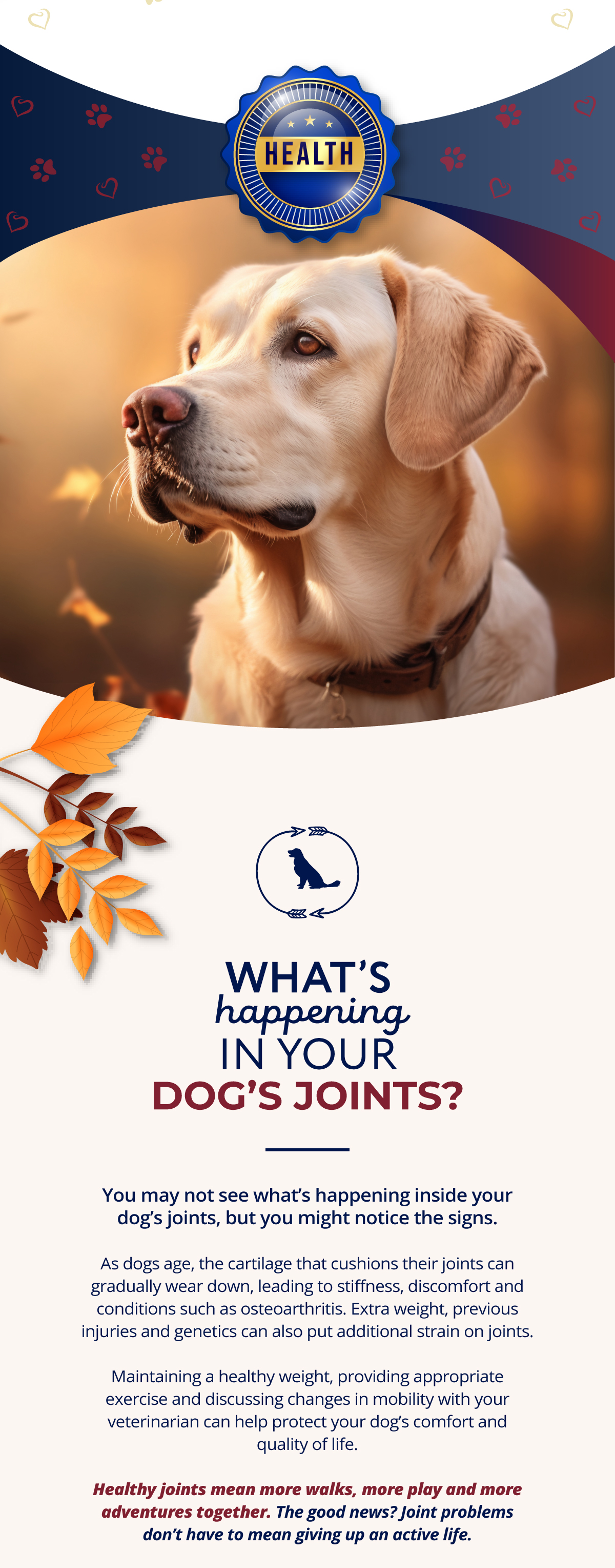 What's happening in your dog's joints?