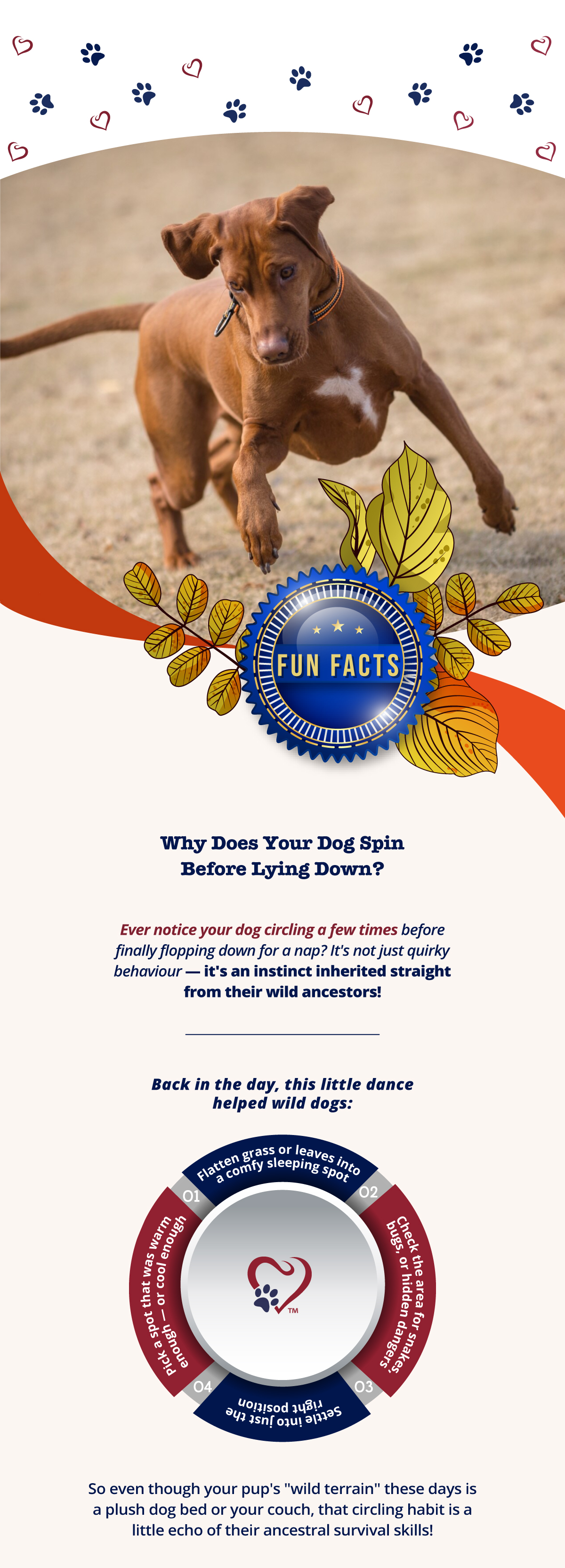 Why do your dog spin before lying down?