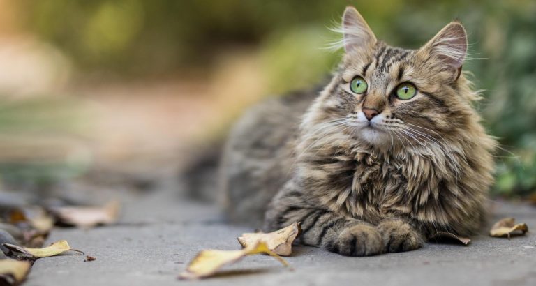 Does Your Cat Have A Healthy Coat & Skin? - PetlifeCA