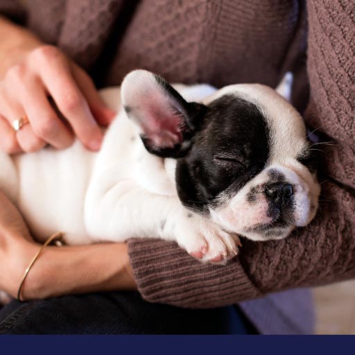 Read more about the article Be A Good Puppy Owner, Don’t Miss Vaccinations OLD