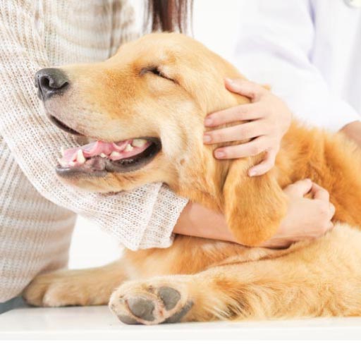 Read more about the article What Are Pet Vaccines And Why Are They Important? OLD