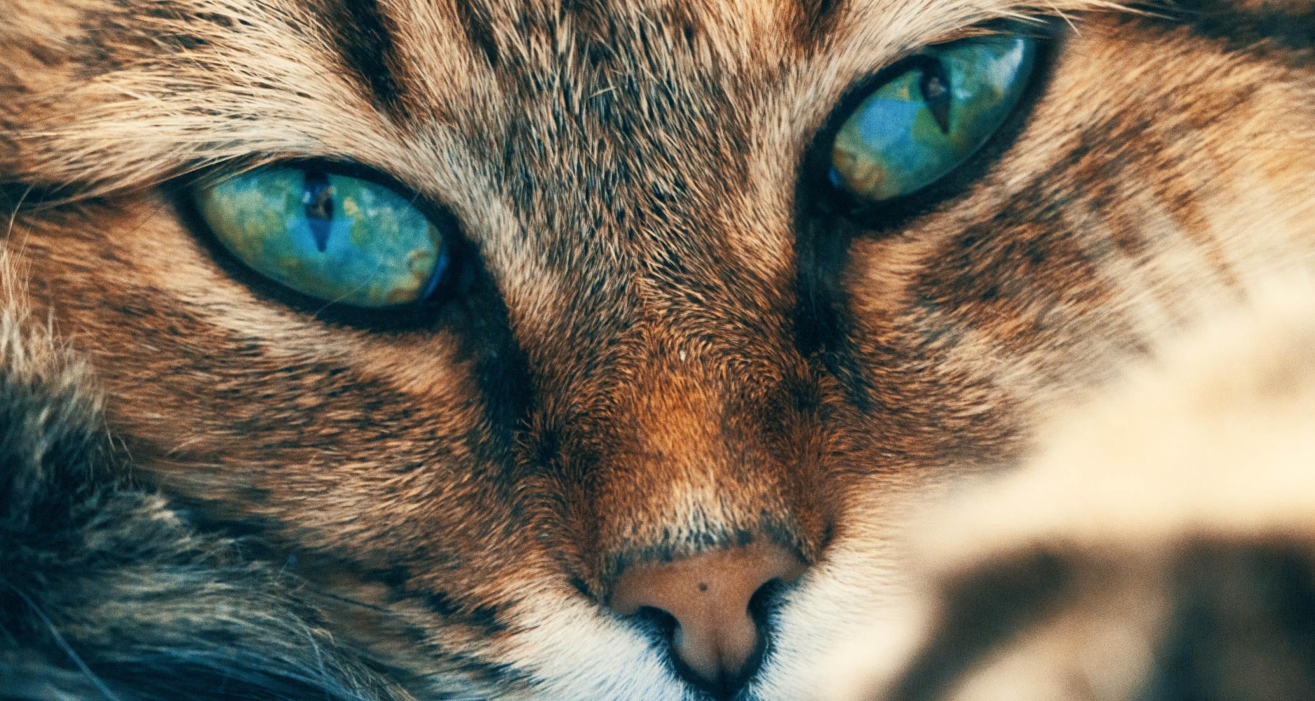 Facts About Your Cat's Eyes - PetlifeCA