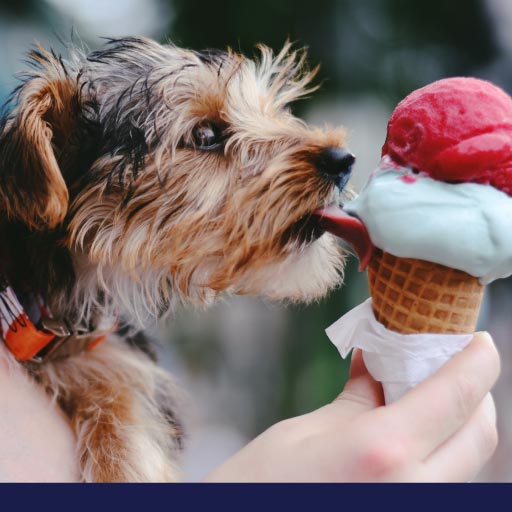 Read more about the article Can Dogs Eat That? OLD