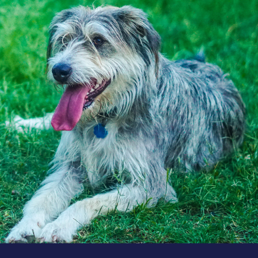 Read more about the article Why You Should Adjust A Senior Dog’s Diet OLD