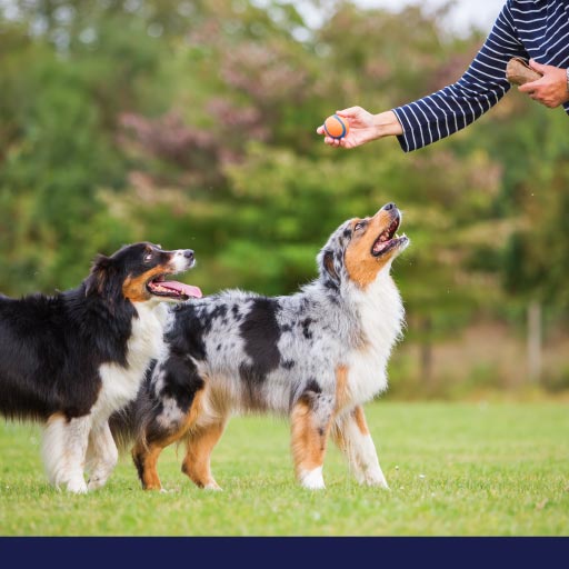 Read more about the article How To Train Older Dogs OLD