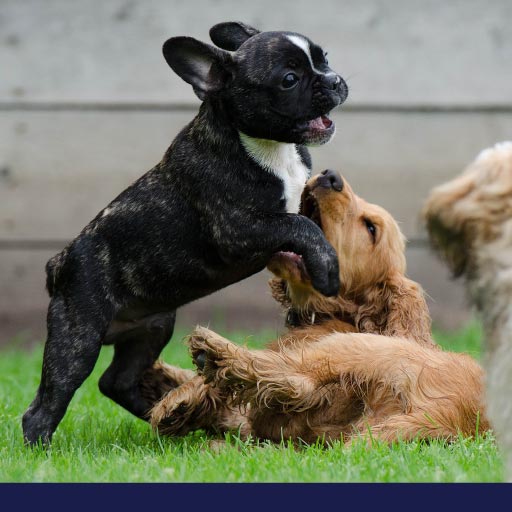 Read more about the article The Importance Of Socializing And How Puppy School Can Help OLD