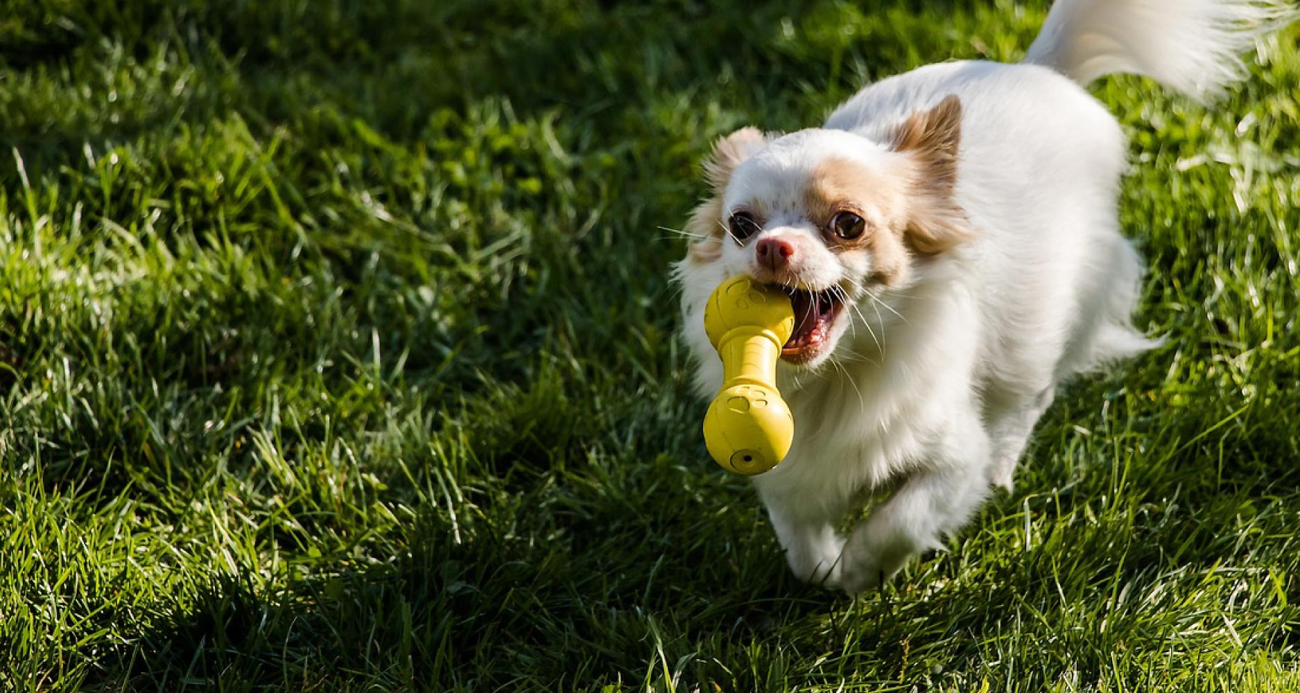 Top Interactive Toys For Bored Dogs - PetlifeCA