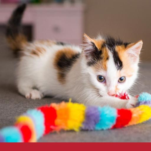 Read more about the article Top Toys For Cats OLD