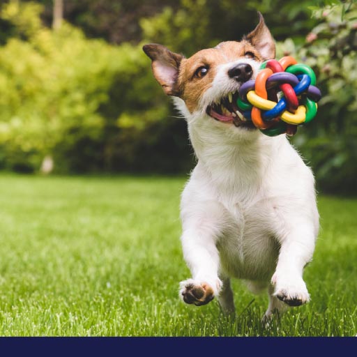 Top Interactive Toys For Bored Dogs - PetlifeCA