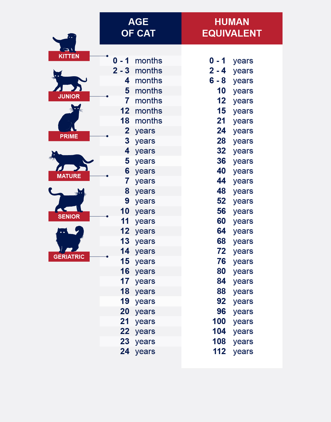 how old is your cat in human years infographic