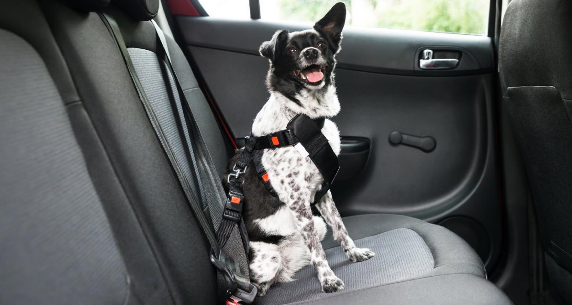 Accessories Equipment For Safe Car Travel PetlifeCA