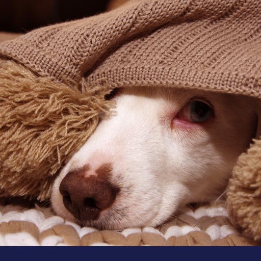 Read more about the article How To Help Dogs During Fireworks OLD