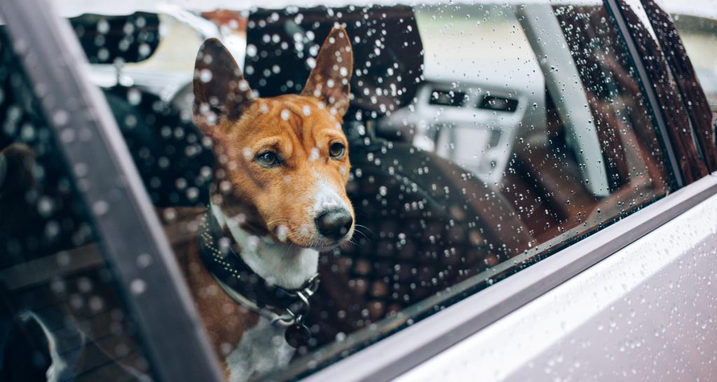 The Dangers Of Leaving Dogs In Cars PetlifeCA