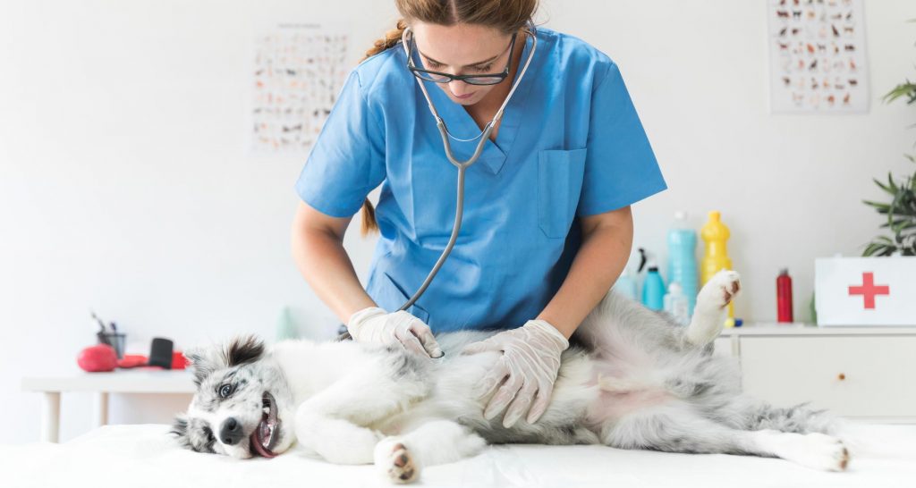 What You Should Know About Performing CPR On Dogs - PetlifeCA