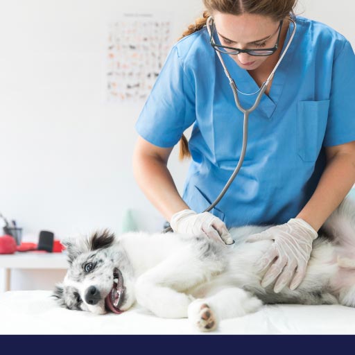 What You Should Know About Performing CPR On Dogs - PetlifeCA