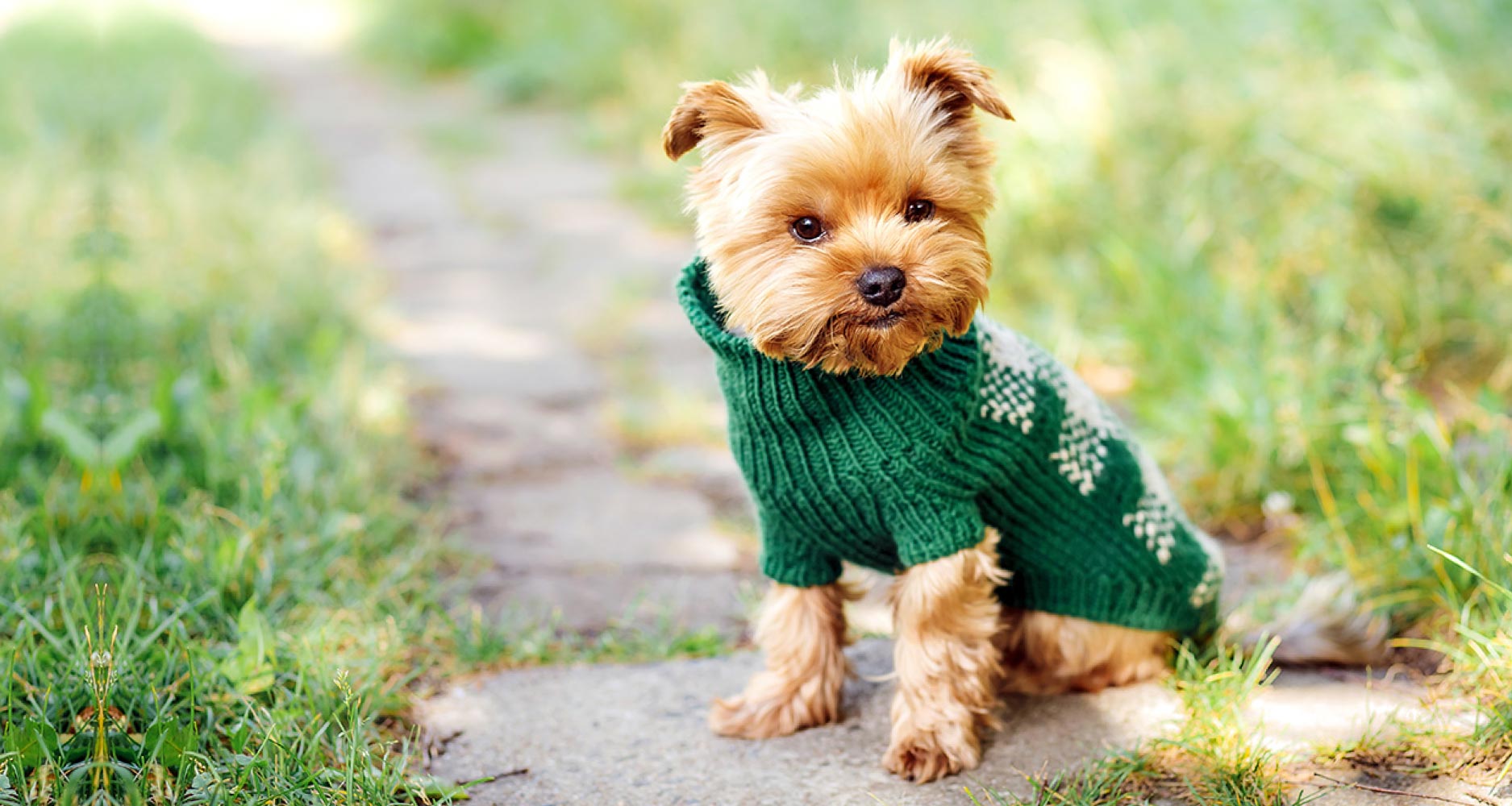 is it ok for dogs to wear clothes