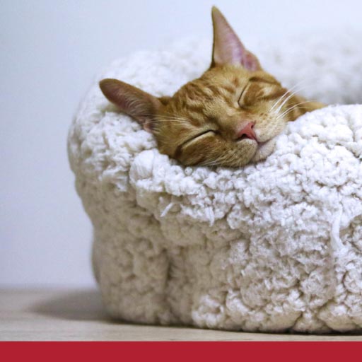 Where Should Your Cat Sleep? PetlifeCA