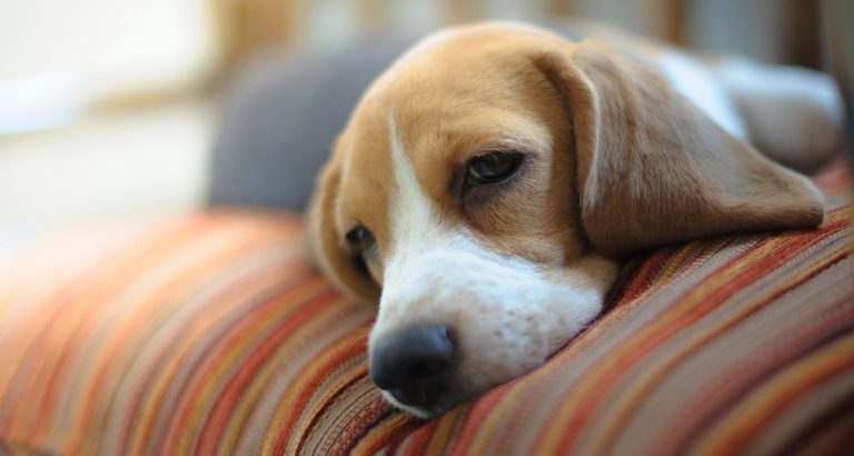 Anemia Due To Iron Deficiency In Dogs - PetlifeCA