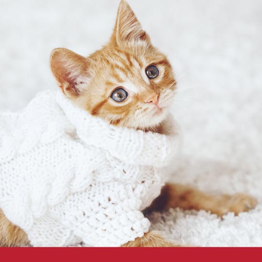 Should Cats Wear Cardigans? PetlifeCA