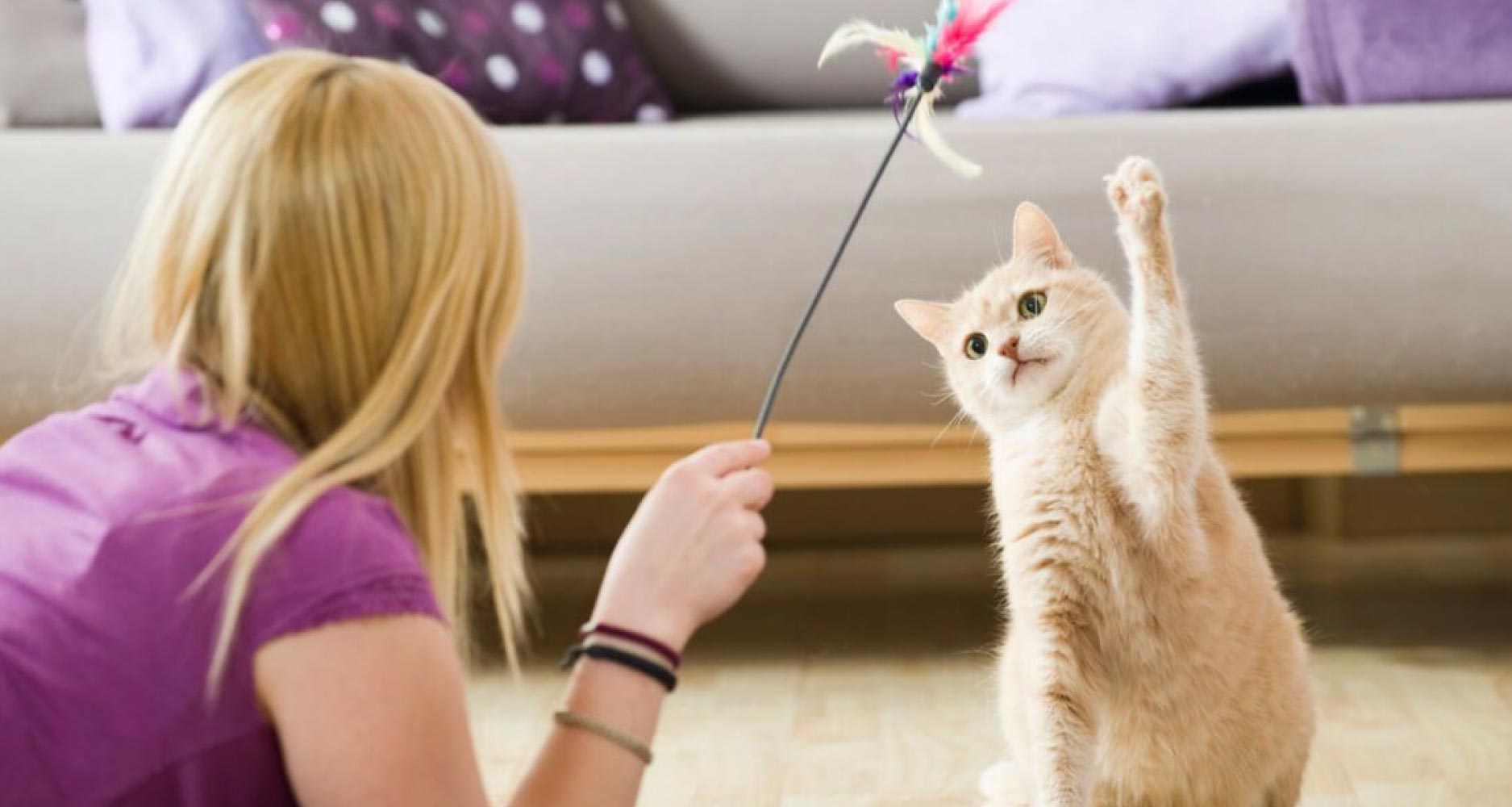 How To Play With Your Cat And For How Long PetlifeCA