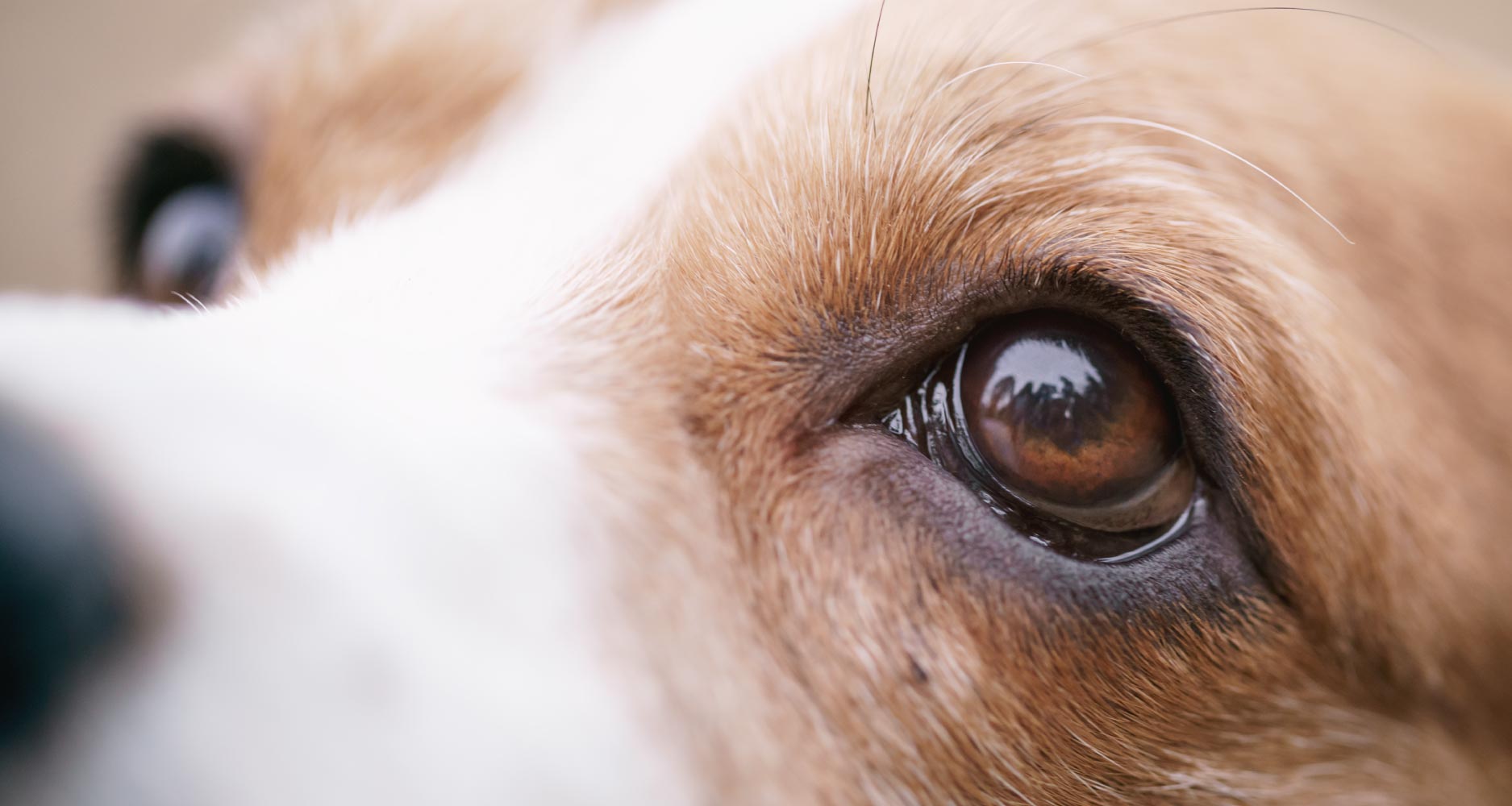 the-five-most-common-eye-problems-in-pets-harpeth-hills-animal