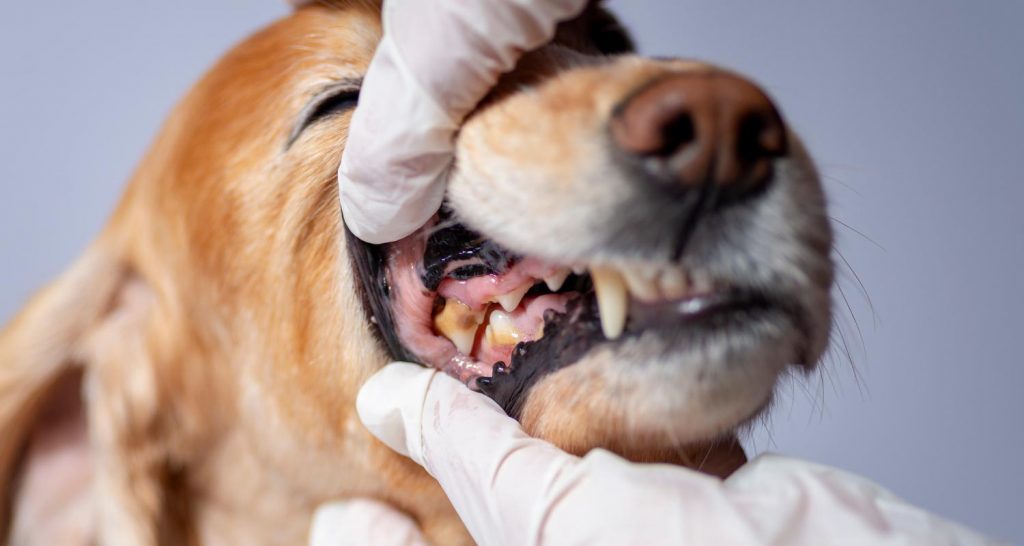 What You Need To Know About Your Dog's Oral Health - PetlifeCA