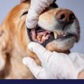 Doctor checking dogs teeth