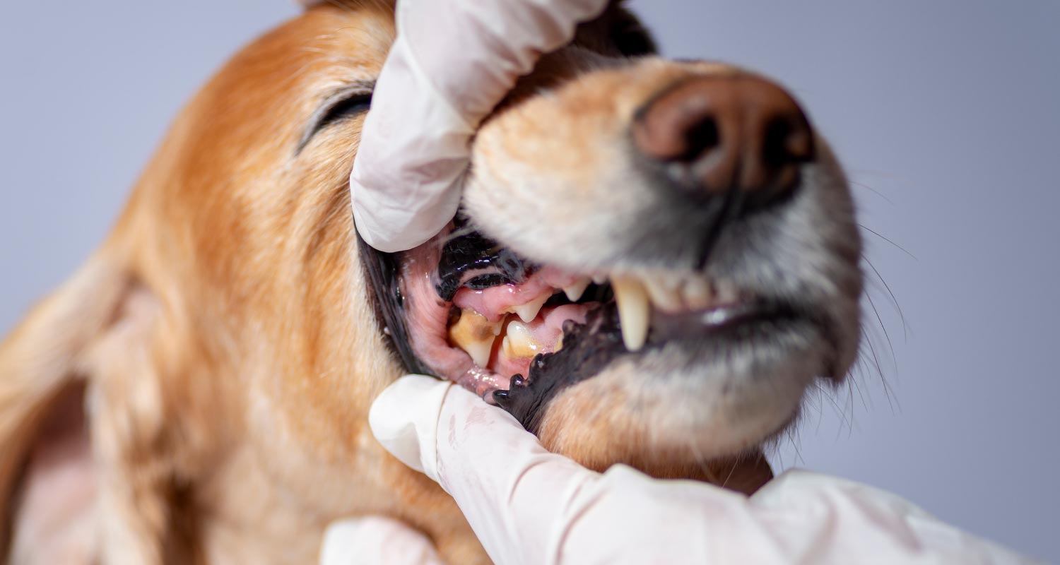 Dog receiving oral examination