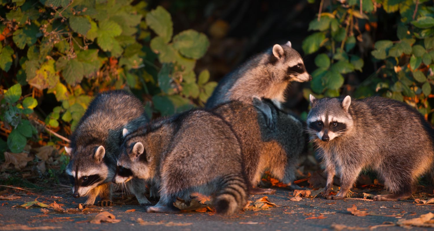 Group of racoons rummaging in the street