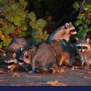 Group of raccoons searching for something
